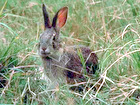 Formosan rabbit