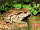 Taiwan common frog