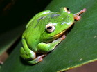 Taipei green tree frog