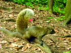 Formosan red-bellied tree squirrel