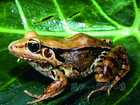 Günther's frog/Guenther's frog