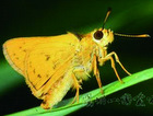 竹紅弄蝶（寬邊橙斑弄蝶）