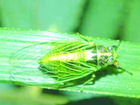 Grass cicada