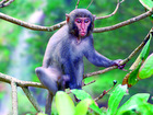 Formosan rock macaque