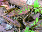 Swinhoe's frog