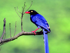 Taiwanese blue magpie