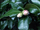 Sasanqua camellia