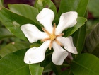 Cape jasmine, common gardenia