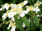 Narrow-petaled hydrangea