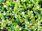 Crenate-leafed eurya