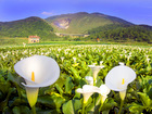 Zhuzihu calla lily fields